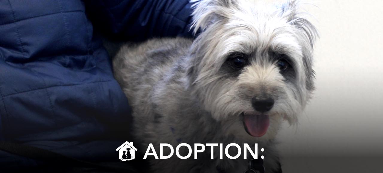 ADOPTION: