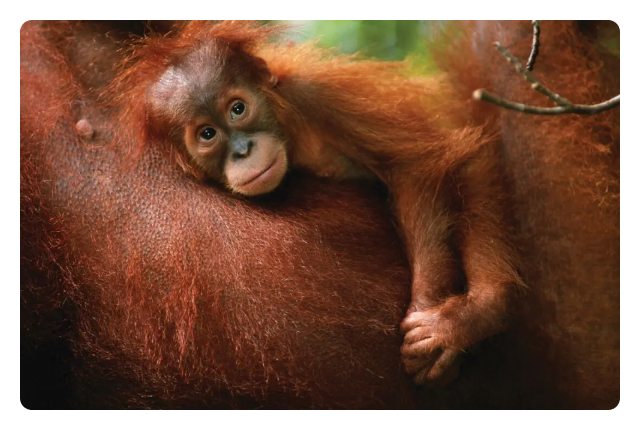 Embark on an authentic Indonesian orangutan expedition