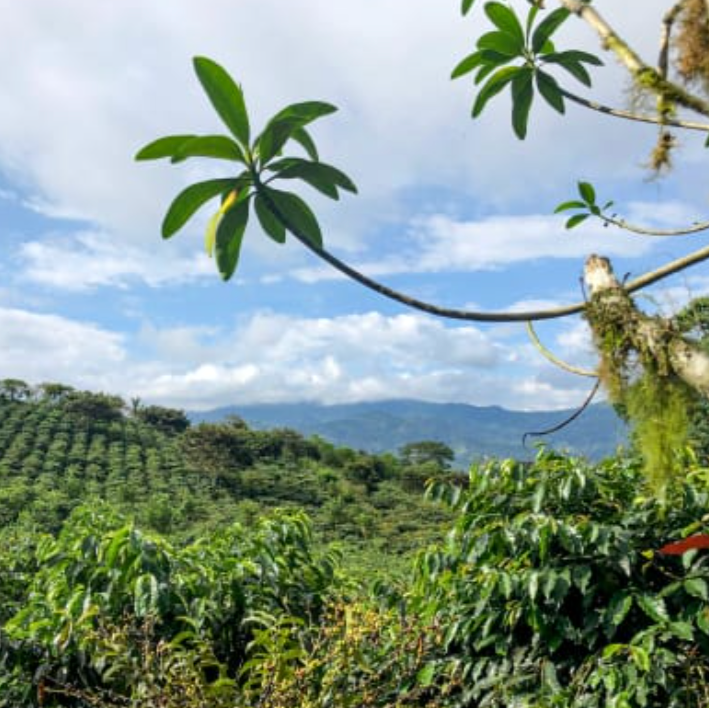 Image of % Ecuador - Finca Carolina