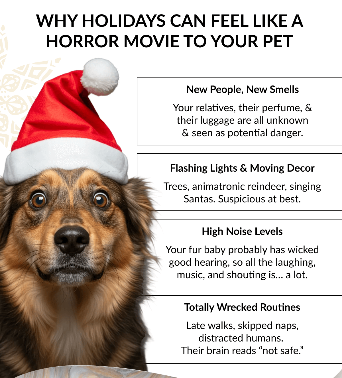 WHY HOLIDAYS CAN FEEL LIKE A HORROR MOVIE TO YOUR PET