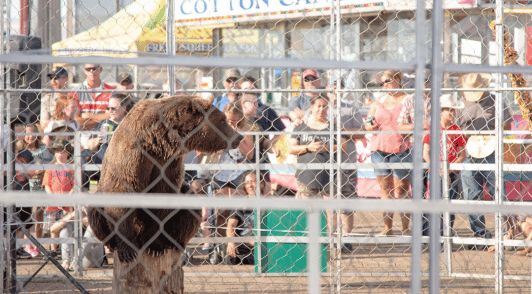 bear forced to perform in front of crowd