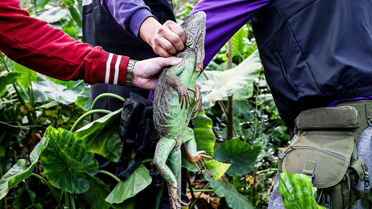 A captured green iguana being held by hunters after it was brought down by a slingshot in Pingtung, Taiwan.