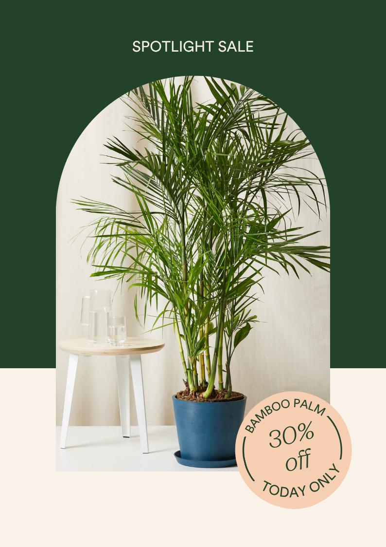 30% off bamboo palm today only