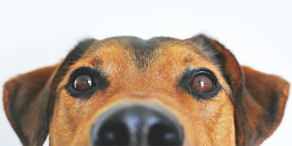 Close up of a brown dog looking directly into the camera