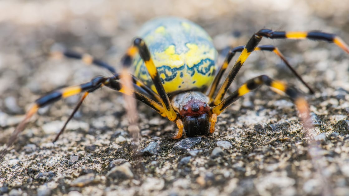 joro-spider-on-ground