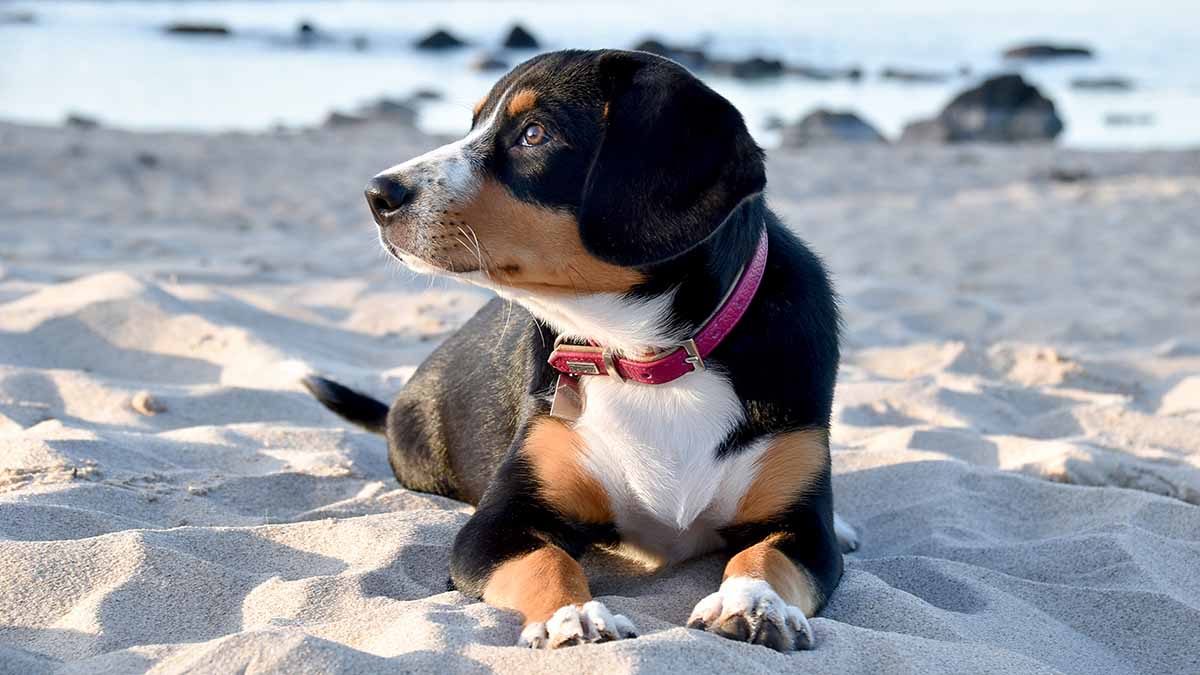 Dog sitting on a beach