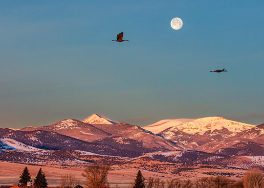 Photo a full moon over a mountain-scape, Sandhill Cranes in flight.