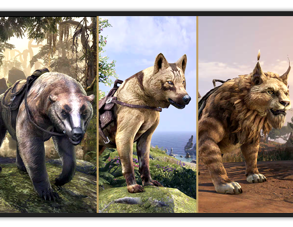 TAME YOUR FAVORITE MOUNT 