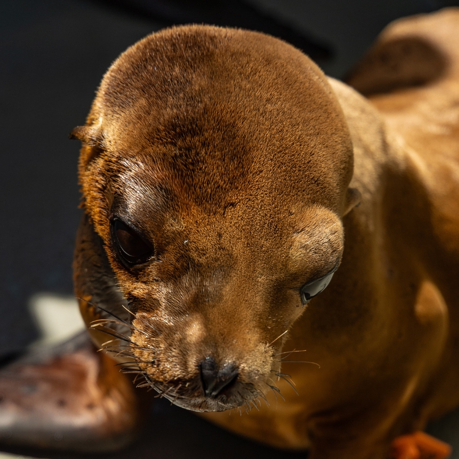 California sea lion Superfly