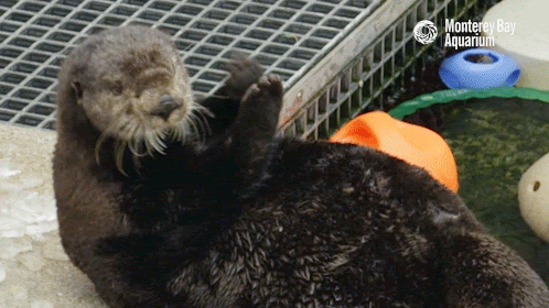 GIF of a southern sea otter tapping its paws together