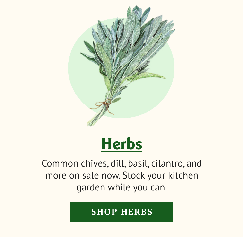 Common chives, dill, basil, cilantro, and more on sale now. Stock your kitchen garden while you can.