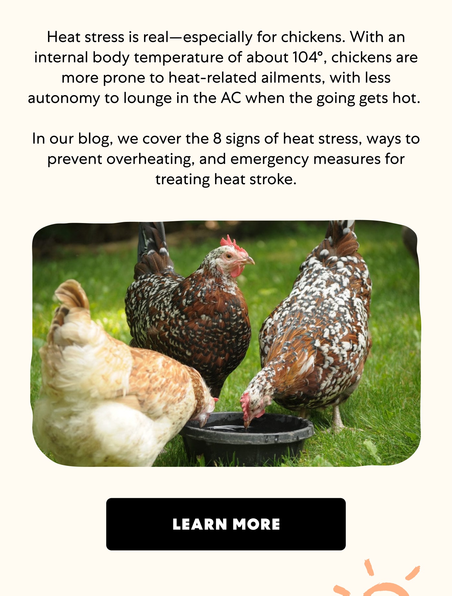 Heat stress is real—especially for chickens. With an internal body temperature of about 104°, chickens are more prone to heat-related ailments, with less autonomy to lounge in the AC when the going gets hot. In our blog, we cover the 8 signs of heat stress, ways to prevent overheating, and emergency measures for treating heat stroke. Learn More
