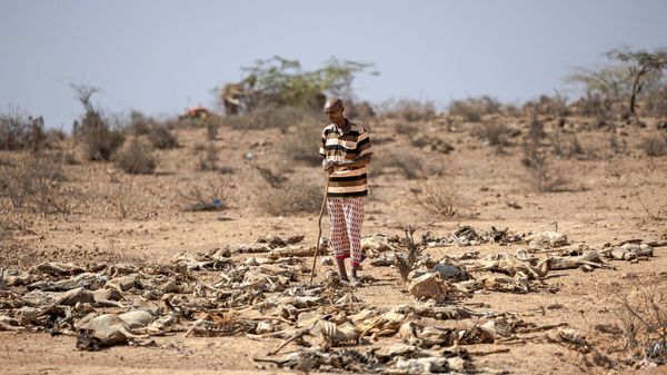 A man stands among a cluster of goat carcasses outside his homestead in Jabi-bar village near Rhamu town, northeastern Kenya.