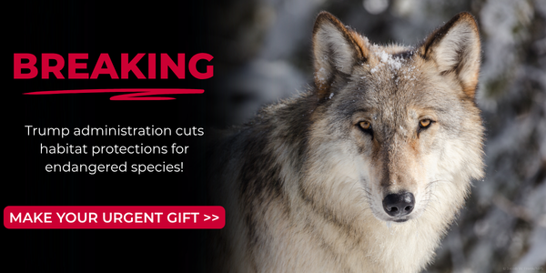 Gray Wolf © Jacob W. Frank/NPS