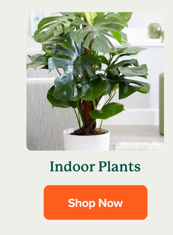 Indoor Plants SHOP NOW>>