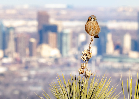 Photo of an American Kestrel with a city skyline in the background.