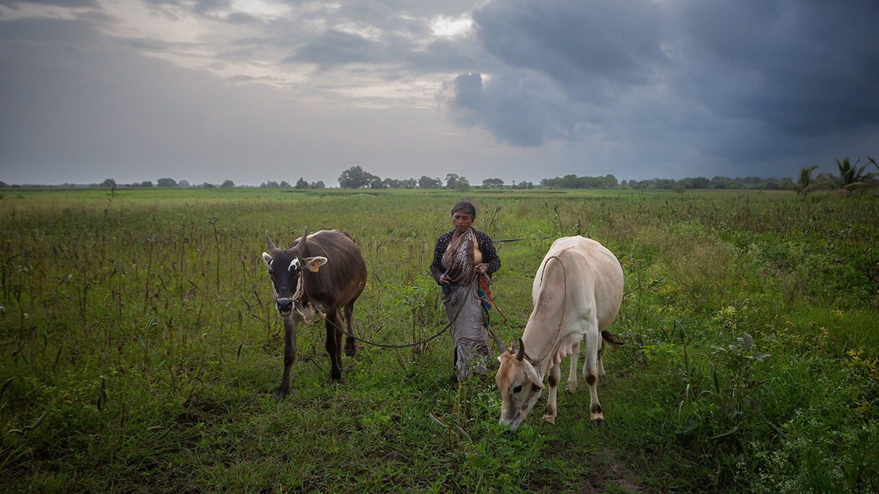 A farmer walks her cattle back home through a field of okra in Heggadadevankote, Karnataka state, India