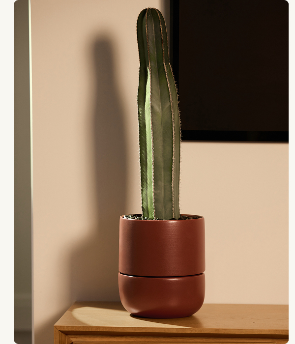 Large Planter.