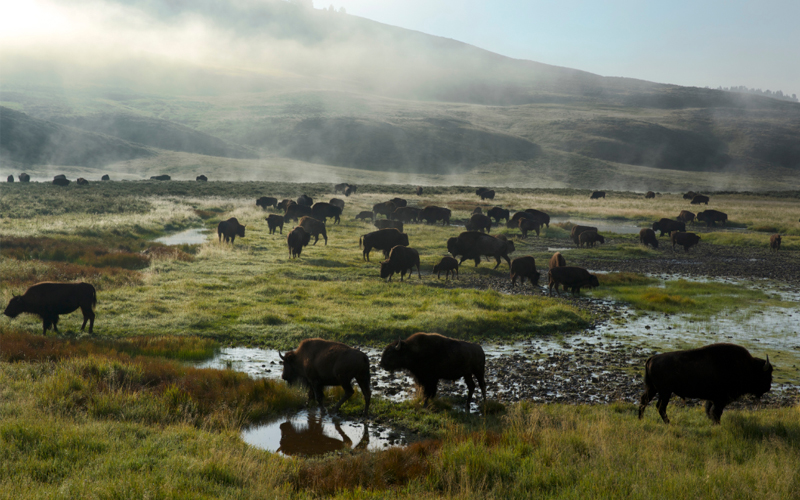 A herd of bison in Yellowstone National Park’s Hayden Valley. 
