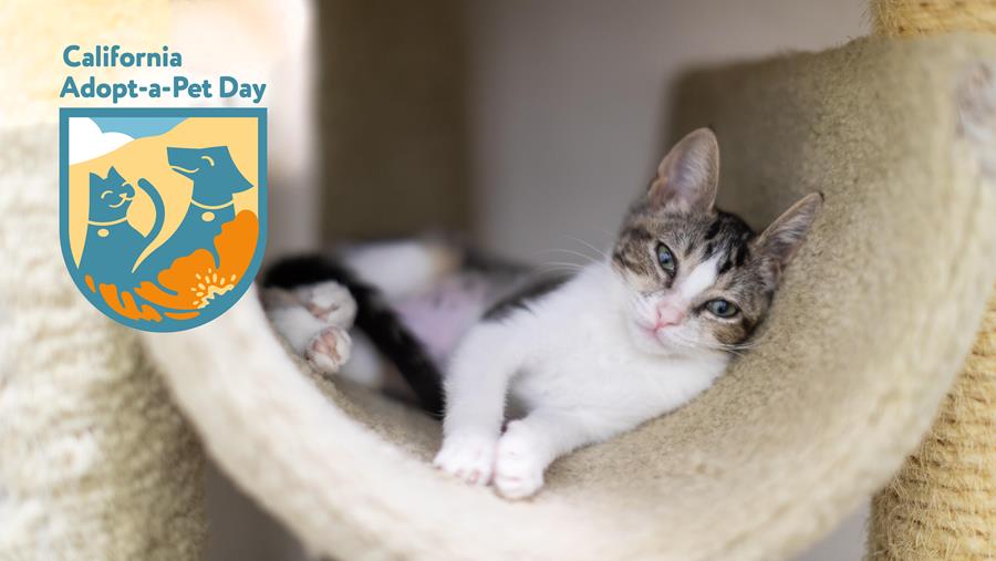 California Adopt-a-Pet Day-Pre-register or Kittens