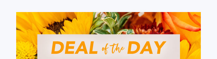 DEAL OF THE DAY