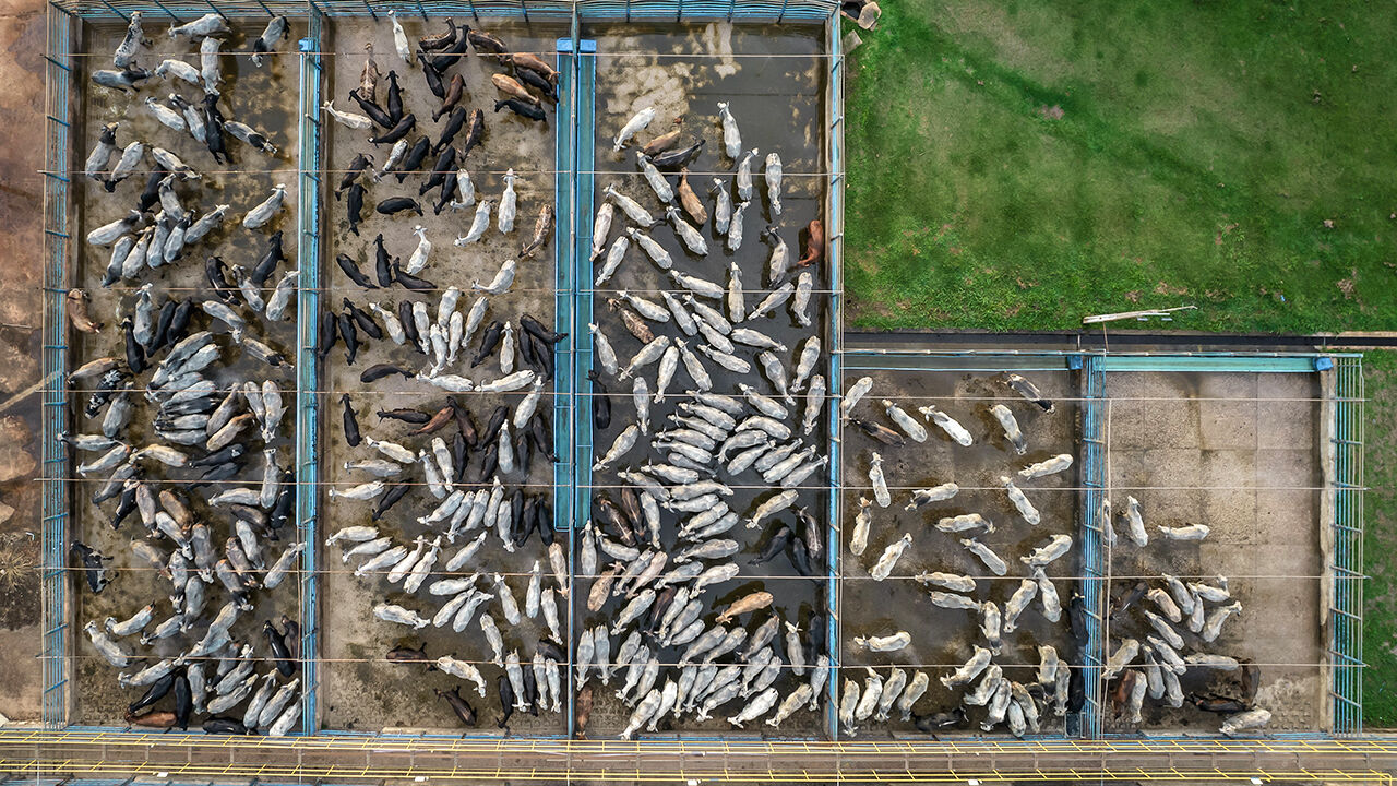 Cattle at a JBS facility in Tucuma, Brazil
