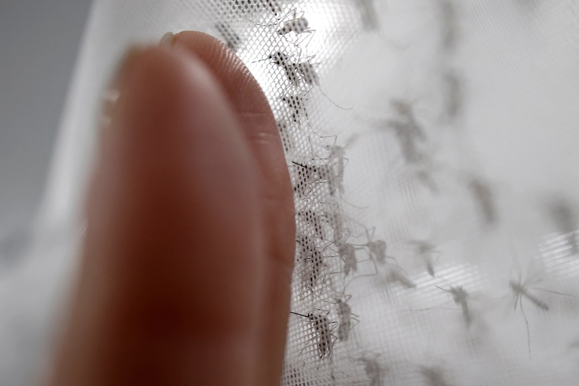 Aedes aegypti mosquitoes with the dengue-blocking Wolbachia bacteria are kept inside a cage at a laboratory in the Wolbito do Brasil plant in Curitiba, Parana state, Brazil