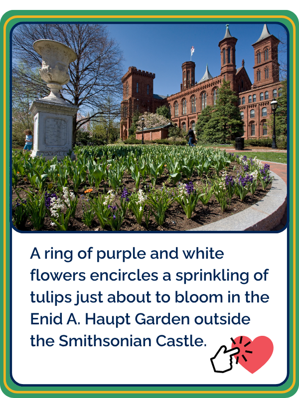 Option 2: A ring of purple and white flowers encircles a sprinkling of tulips just about to bloom in the Enid A. Haupt Garden outside the Smithsonian Castle.