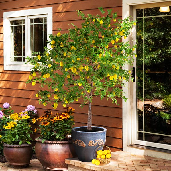 Image of Meyer Lemon Tree