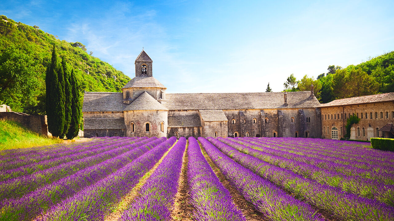 Senanque Abbey with blooming lavender field in Provence, France