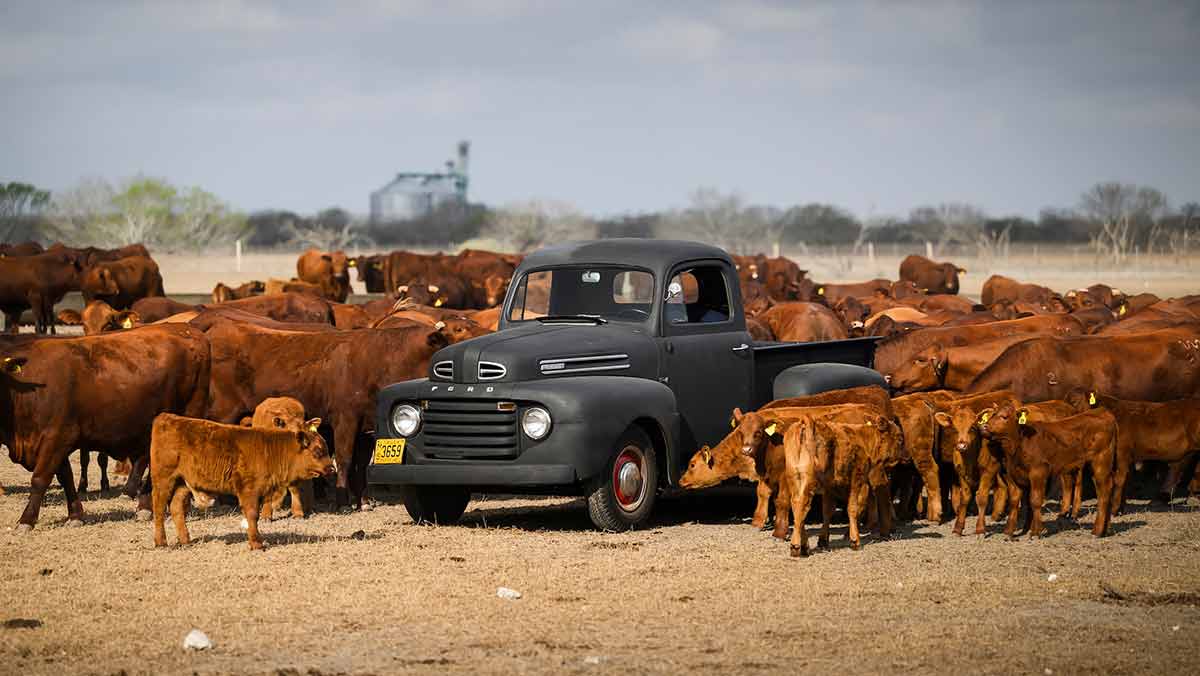 Ford King Ranch
