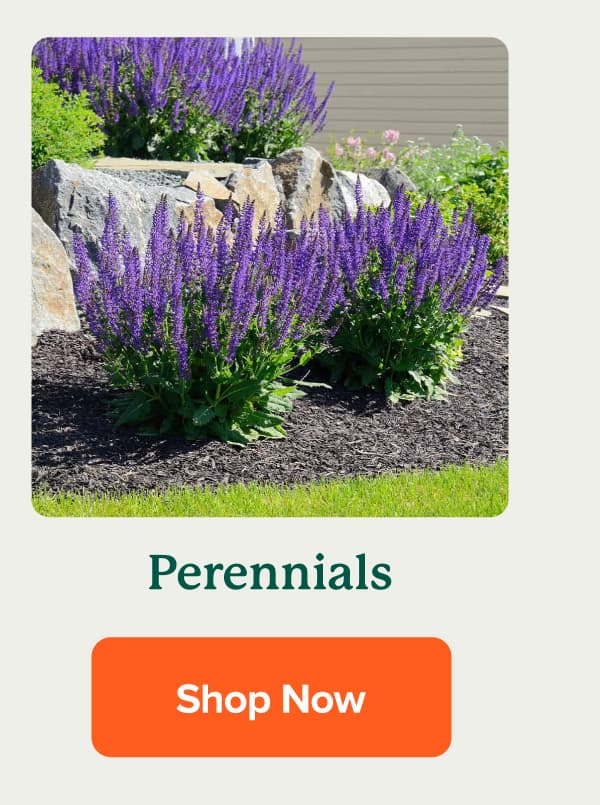 Perennials SHOP NOW>>