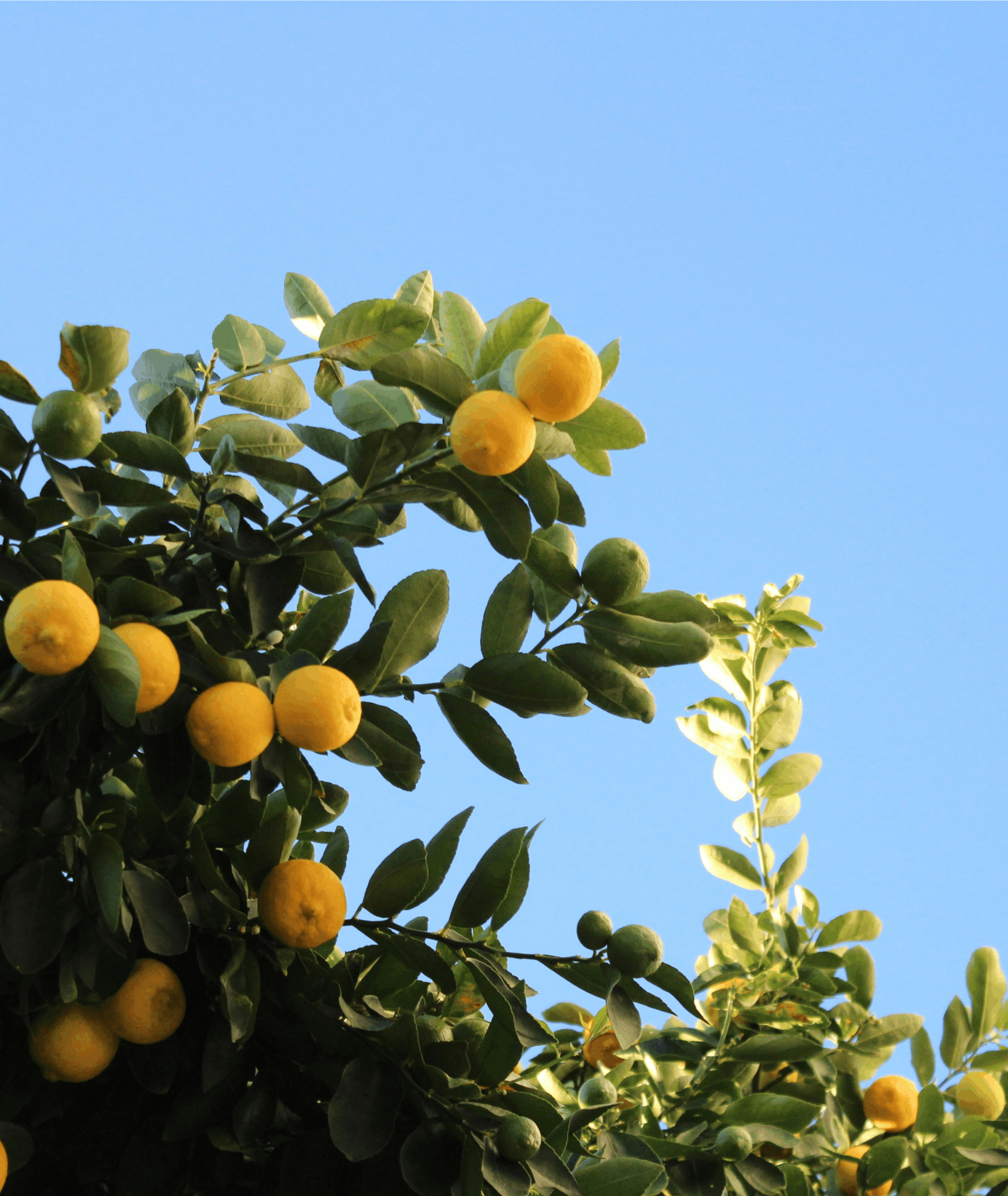 Lemon
