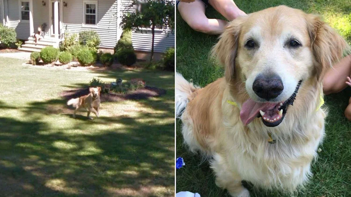 A dog on grass.