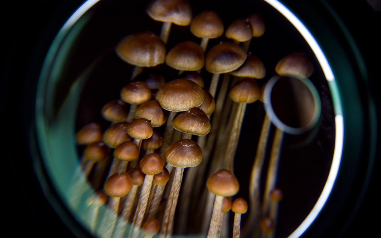 A new analysis broadens our understanding of psychedelics, such as the psilocybin produced by the mushrooms above, and how they affect the brain.