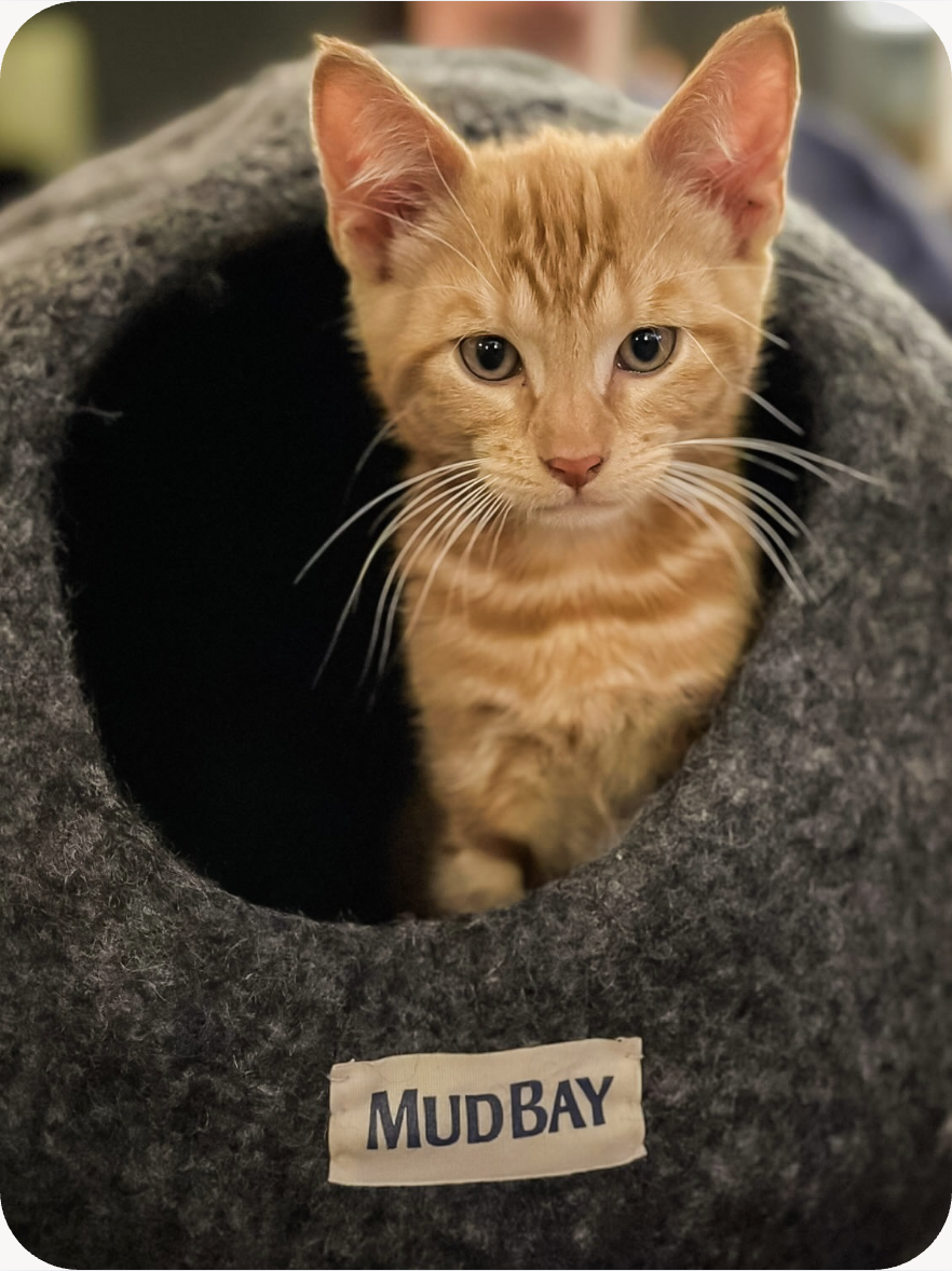 Image of a kitten poking its head out of a wool cat bed. 