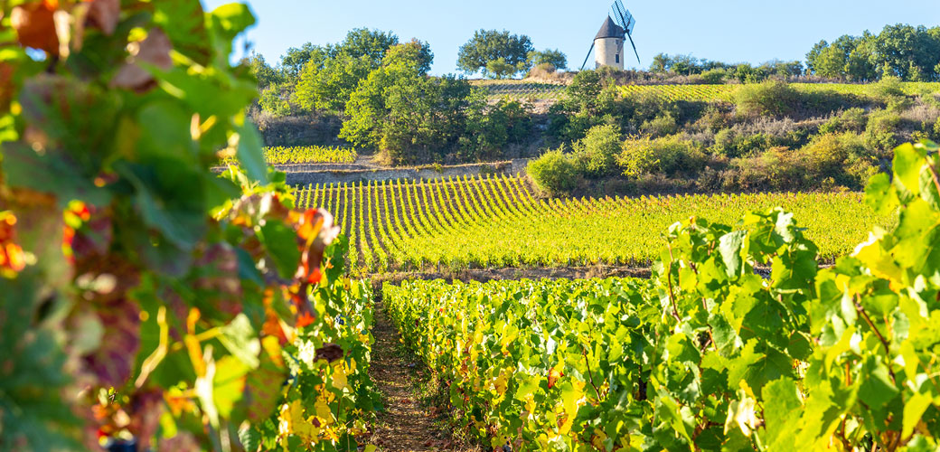 Burgundy's Vineyards