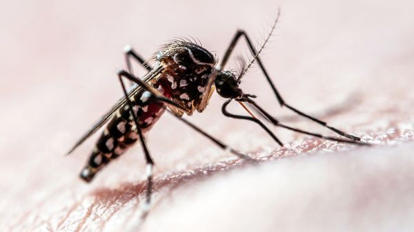 Close-up of a mosquito biting human skin
