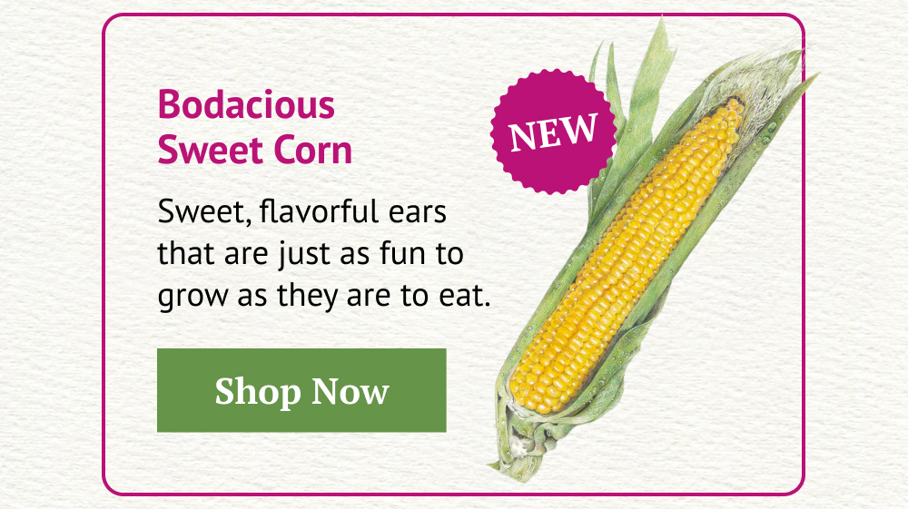 Bodacious Sweet Corn