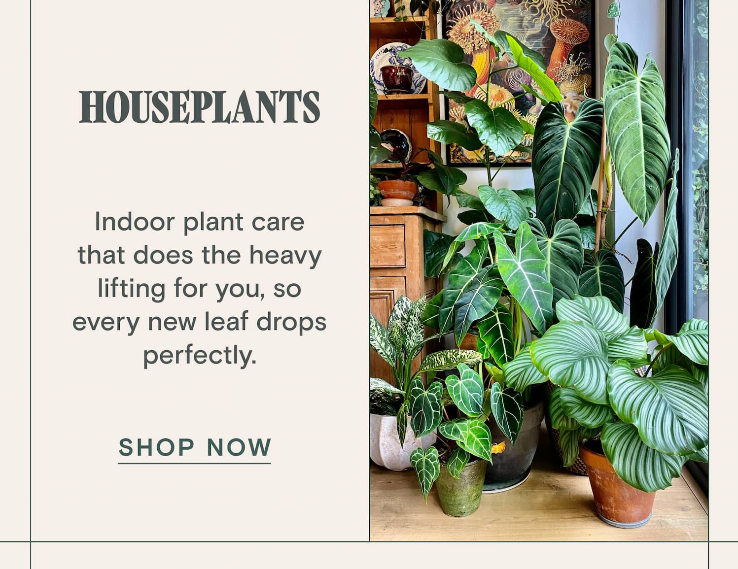 HOUSEPLANTS   Indoor plant care that does the heavy lifting for you, so every new leaf drops perfectly.