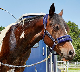 A brown horse is being cooled down with water from a hose