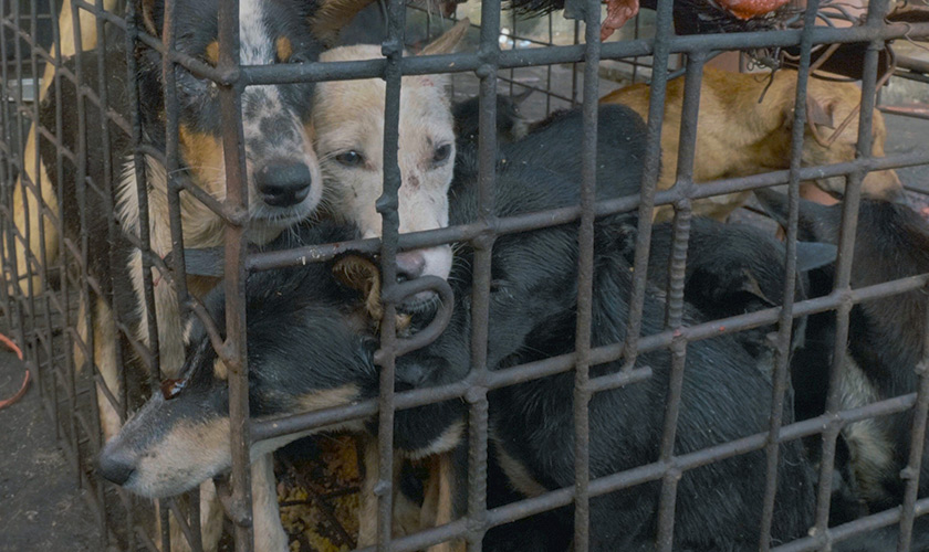 Several dogs in a cramped cage