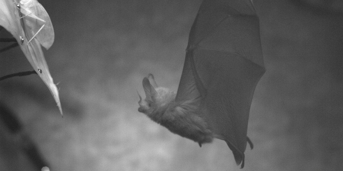 Common big-eared bat (Micronycteris microtis) approaching a katydid resting on a leaf