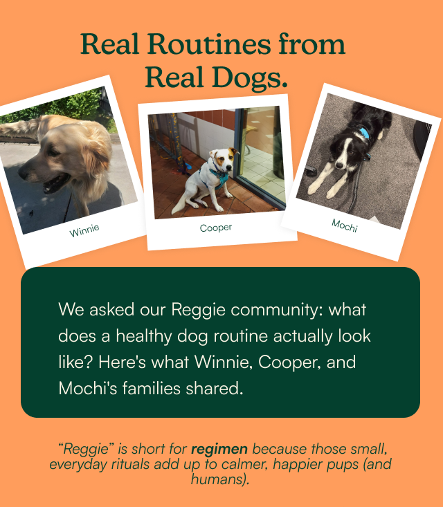 Reggie is for Regimen