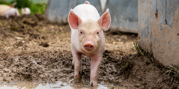 Piglet standing in wallow in farrowing field