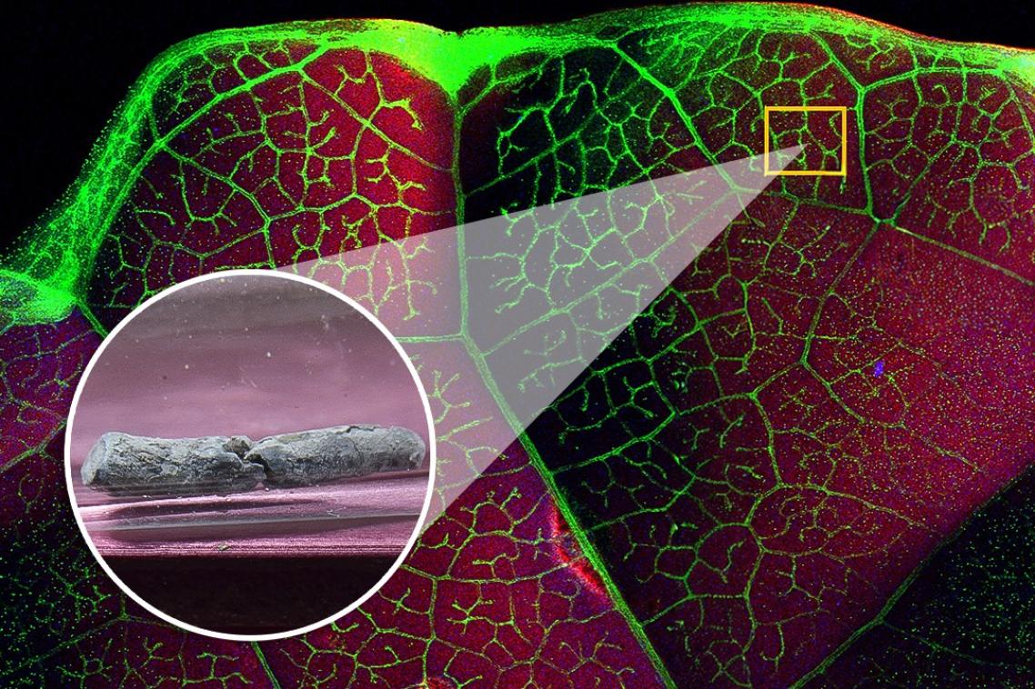 Crops in the Brassicaceae family had strong ‘phytomining’ potential