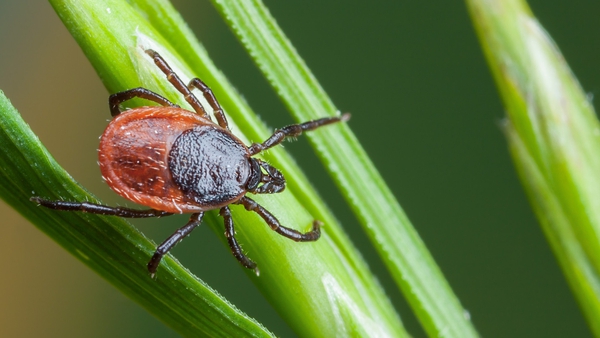 a tick climbs up a blade of grass