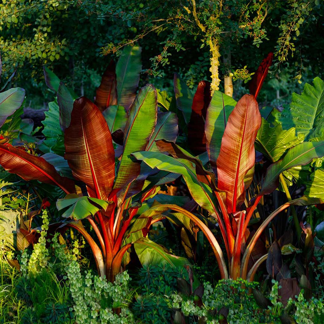 Image of Red Abyssinian Banana Tree