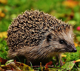 A close-up image of a hoglet walking in green leaves