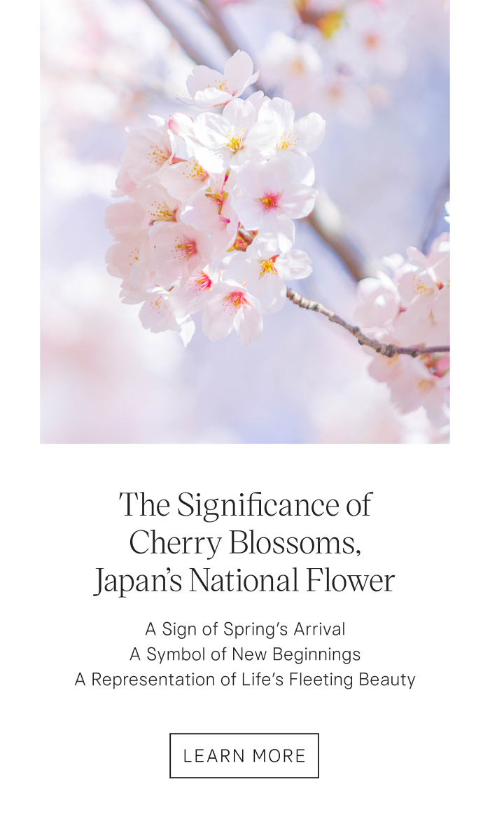 The Significance of Cherry Blossoms, Japan’s National Flower. A Sign of Spring’s Arrival, A Symbol of New Beginnings, A Representation of Life’s Fleeting Beauty. Learn More